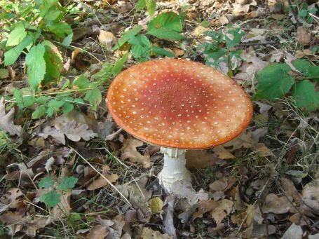 De Peel : NSG Mariapeel, Fliegenpilz, der Pilz ist ausgesprochen giftig